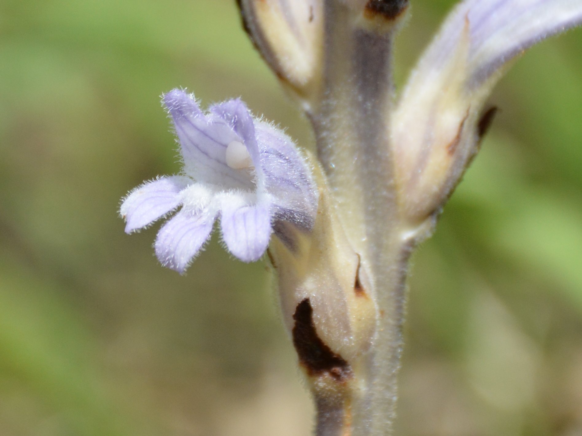 Phelipanche (Orobanche) purpurea / Succiamele azzurro